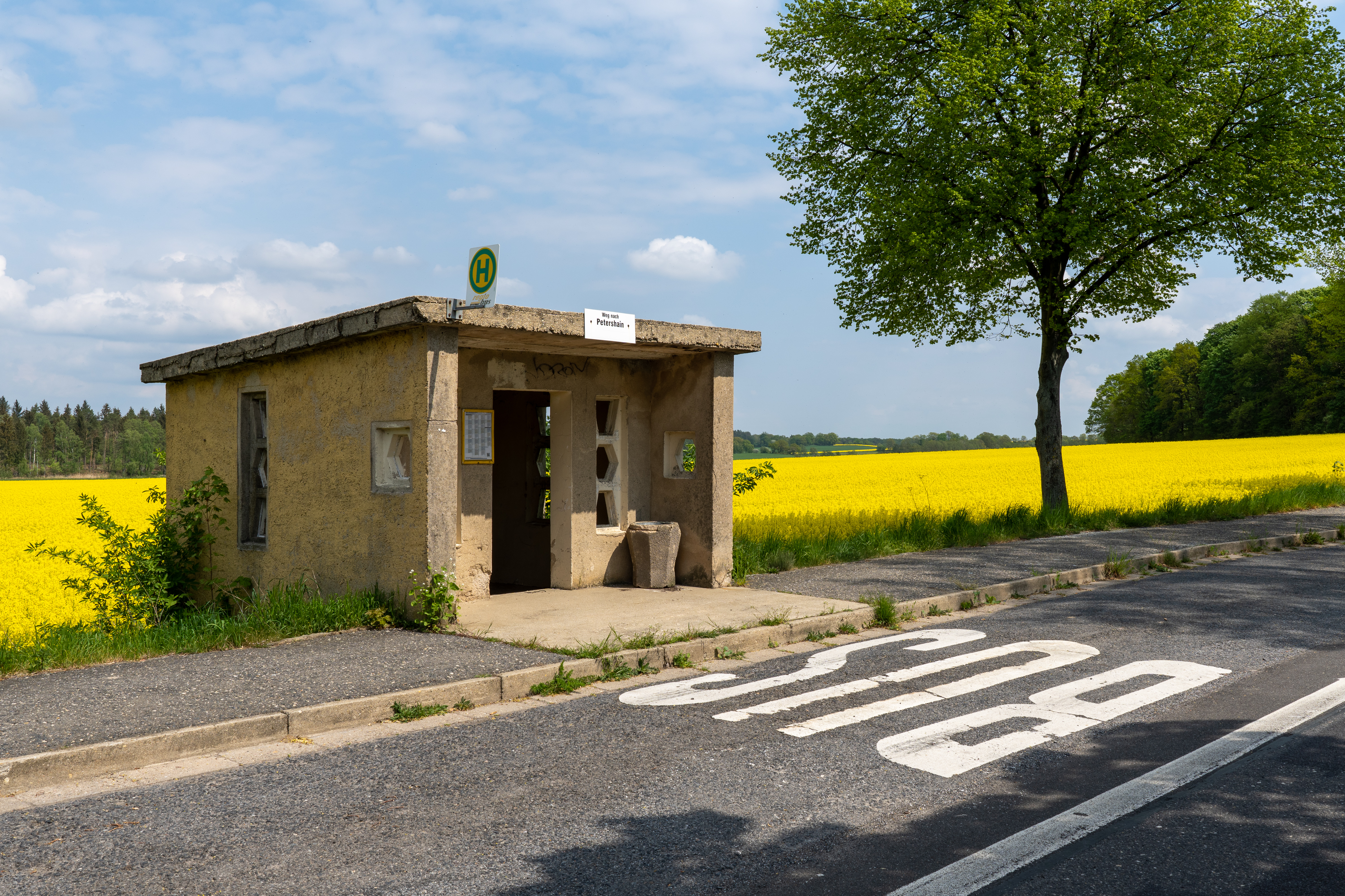 an old GDR bus stop in the countryside. behind it a yellow rapeseed field